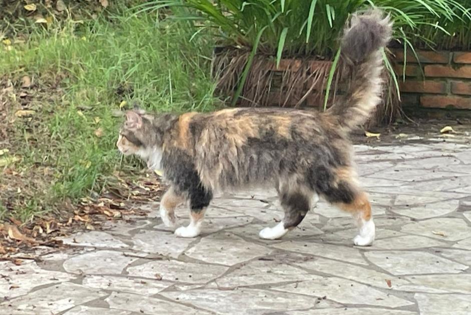 Alerte Disparition Chat  Femelle , 0 ans 1868 Collombey Suisse