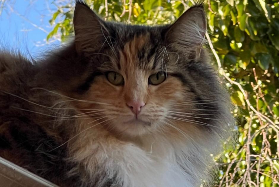 Alerte Disparition Chat  Femelle , 0 ans 1868 Collombey Suisse