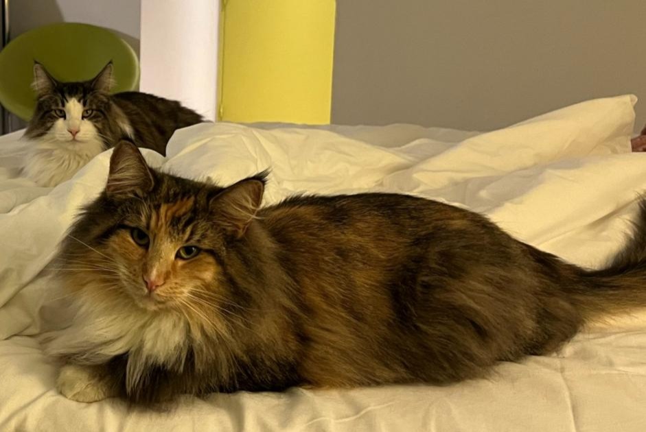 Alerte Disparition Chat  Femelle , 0 ans 1868 Collombey Suisse