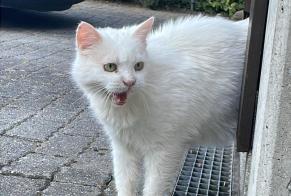 Alerte Découverte Chat Inconnu Cornaux Suisse