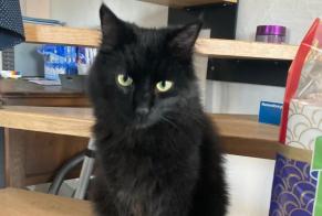 Alerte Disparition Chat Mâle , 2 ans Orbe Suisse