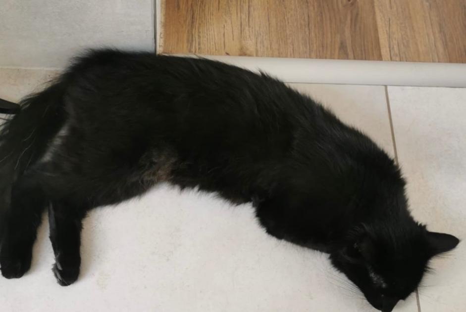 Alerte Disparition Chat Mâle , 2 ans Orbe Suisse