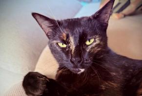 Alerte Disparition Chat  Femelle , 1 ans Carouge Suisse