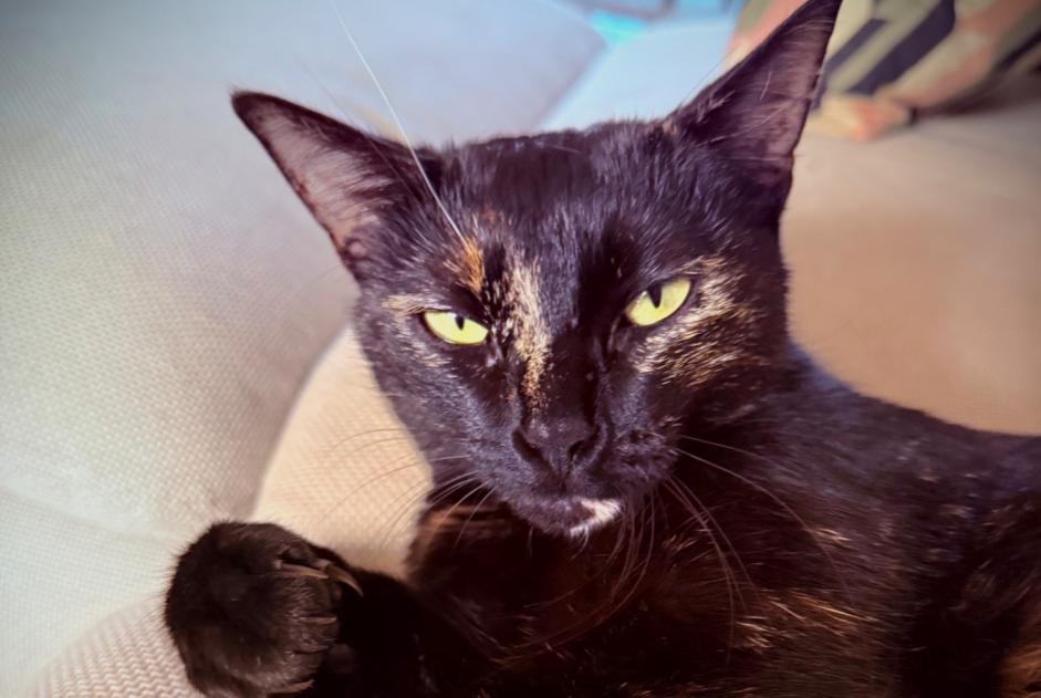 Alerte Disparition Chat  Femelle , 1 ans Carouge Suisse
