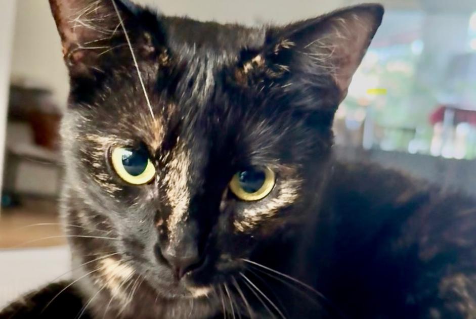 Alerte Disparition Chat  Femelle , 1 ans Carouge Suisse