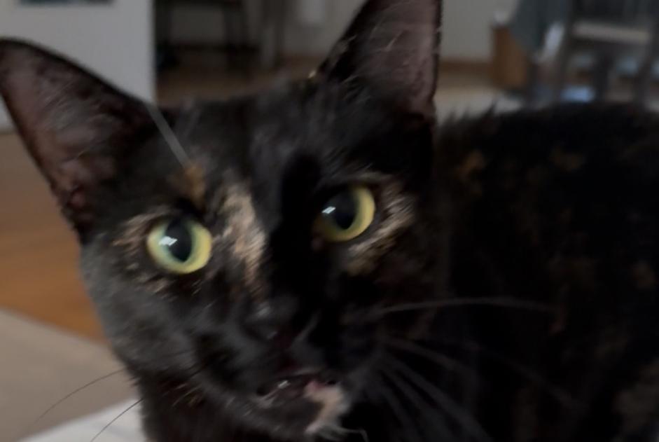 Alerte Disparition Chat  Femelle , 1 ans Carouge Suisse