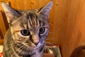 Alerte Découverte Chat croisement  Femelle Hérémence Suisse