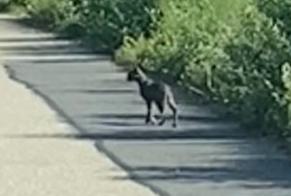 Alerte Découverte Chat  Inconnu Vufflens-la-Ville Suisse