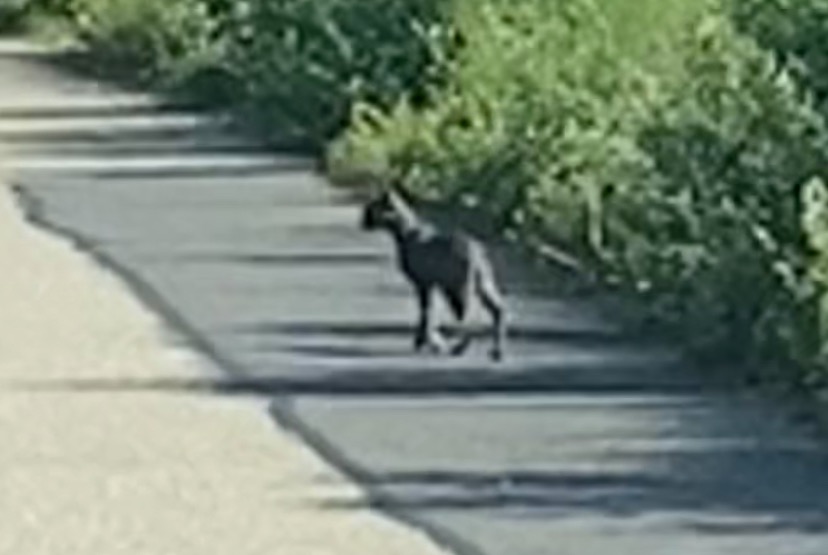 Alerte Découverte Chat  Inconnu Vufflens-la-Ville Suisse