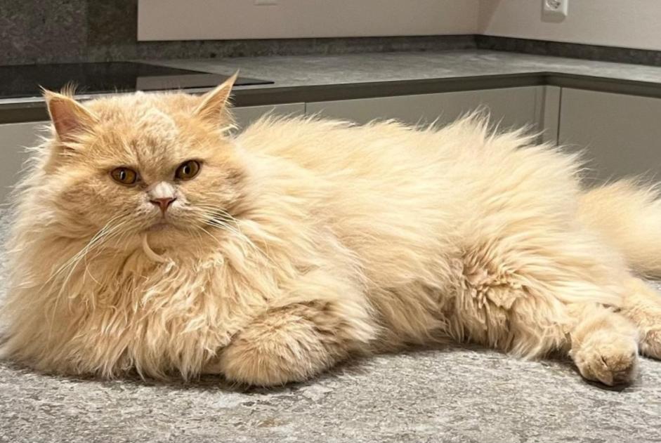 Alerte Disparition Chat  Mâle , 3 ans Pully Suisse