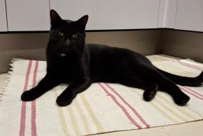 Alerte Disparition Chat Mâle , 2 ans Lully Suisse