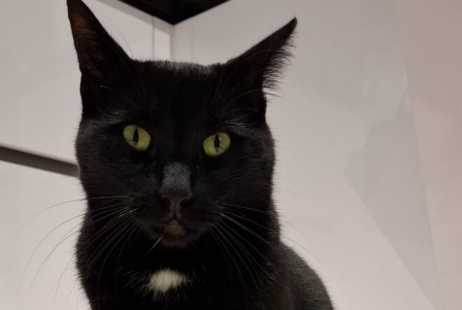 Alerte Disparition Chat Mâle , 2 ans Lully Suisse