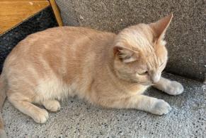 Alerte Découverte Chat Inconnu Fribourg Suisse