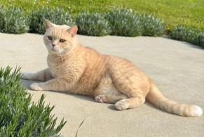 Alerte Disparition Chat  Mâle , 5 ans Cheyres-Châbles Suisse