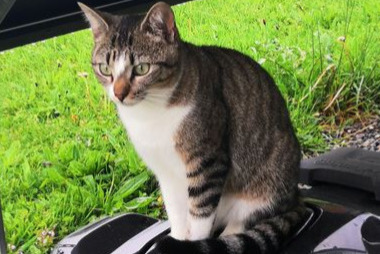 Alerte Disparition Chat Mâle , 2 ans Le Mouret Suisse