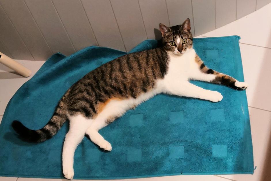 Alerte Disparition Chat Mâle , 2 ans Le Mouret Suisse