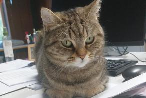 Alerte Découverte Chat  Femelle Arveyes Suisse