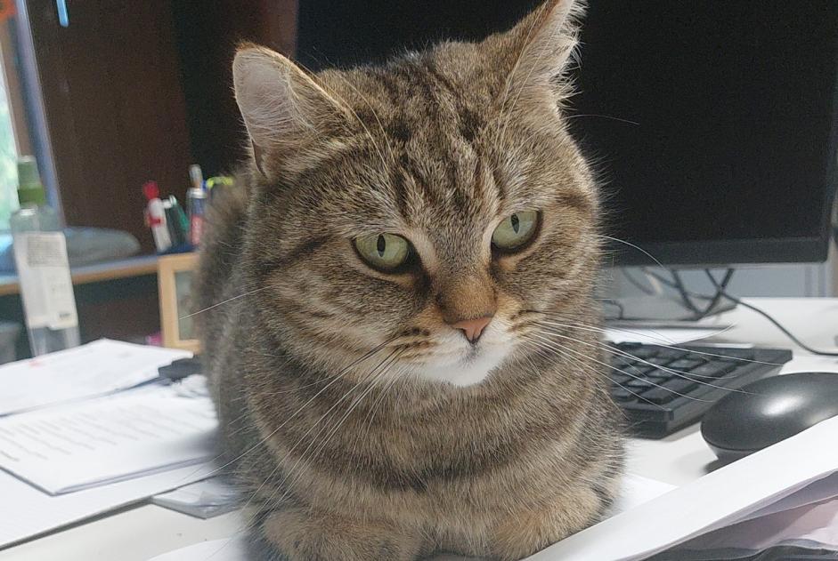 Alerte Découverte Chat  Femelle Arveyes Suisse
