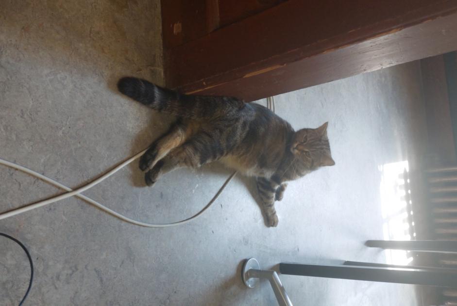 Alerte Découverte Chat  Femelle Arveyes Suisse