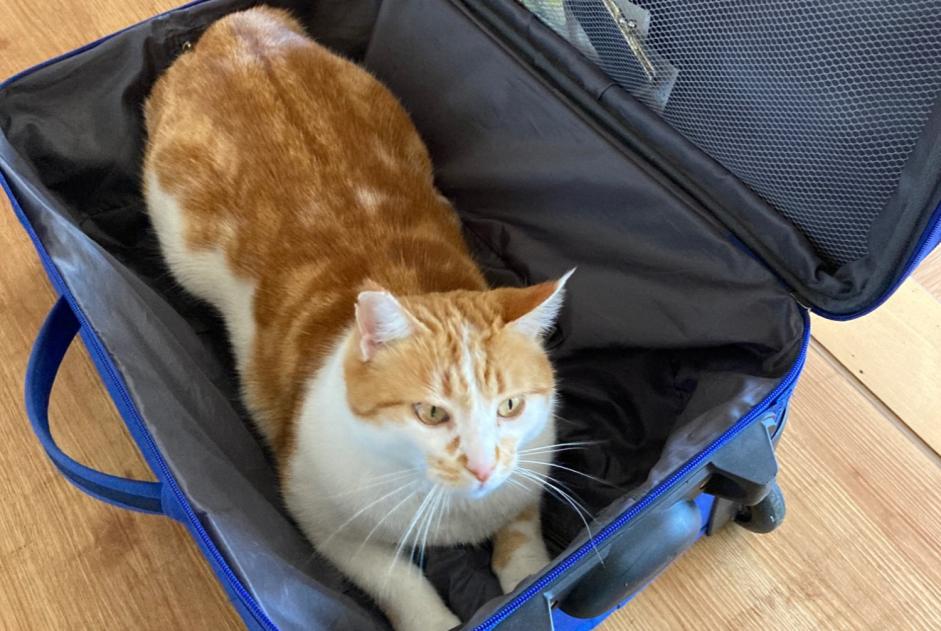 Alerte Disparition Chat  Mâle , 6 ans La Chaux-de-Fonds Suisse