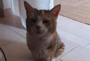 Alerte Découverte Chat Femelle Gilly Suisse