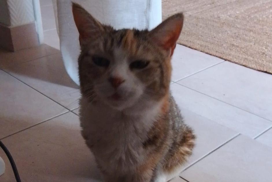 Alerte Découverte Chat Femelle Gilly Suisse