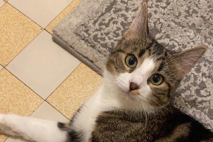Alerte Disparition Chat Femelle , 2 ans Versoix Suisse
