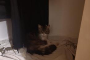 Alerte Découverte Chat croisement  Mâle Fiez Suisse