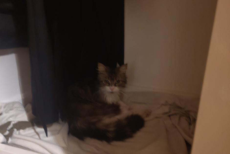 Alerte Découverte Chat croisement  Mâle Fiez Suisse