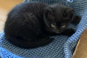 Alerte Découverte Chat Femelle Vully-les-Lacs Suisse