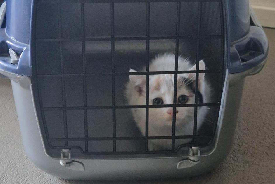 Alerte Découverte Chat croisement  Inconnu Sion Suisse