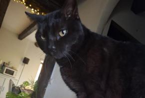 Alerte Découverte Chat croisement  Mâle Lully Suisse