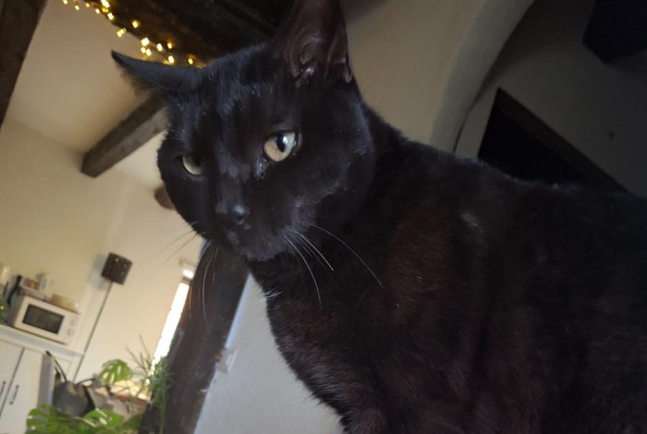 Alerte Découverte Chat croisement  Mâle Lully Suisse