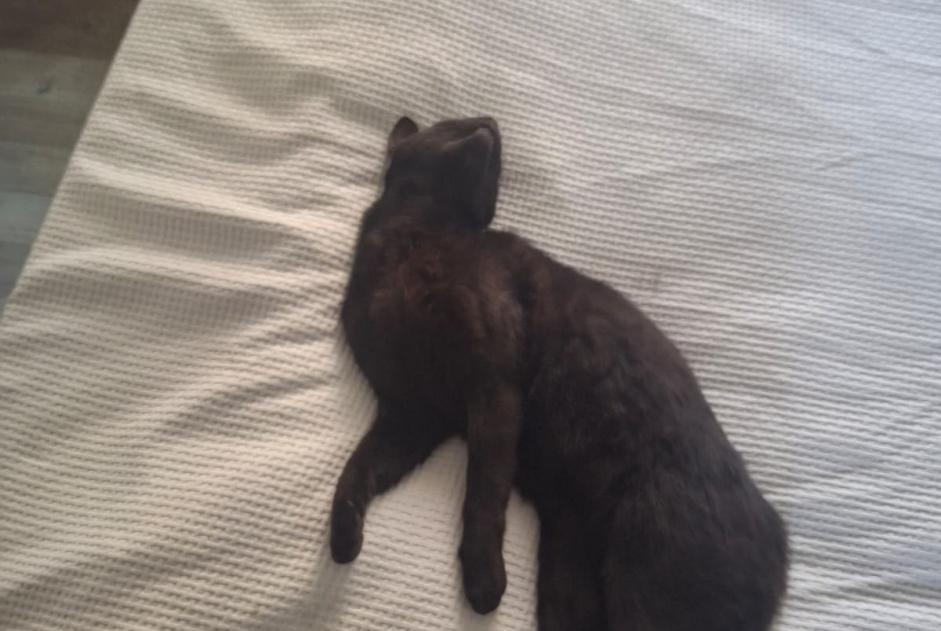 Alerte Découverte Chat croisement  Mâle Lully Suisse