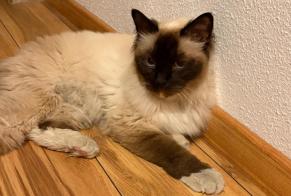 Alerte Découverte Chat  Inconnu La Rippe Suisse