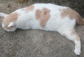 Alerte Découverte Chat Inconnu Corcelles-près-Payerne Suisse