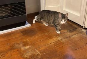 Alerte Découverte Chat Inconnu Vevey Suisse