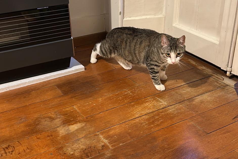 Alerte Découverte Chat Inconnu Vevey Suisse