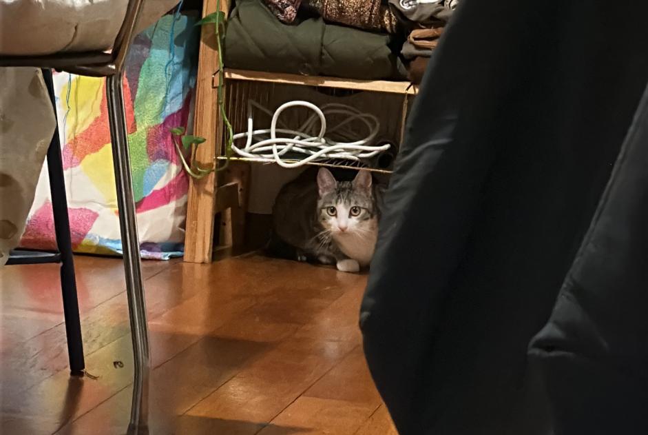 Alerte Découverte Chat Inconnu Vevey Suisse