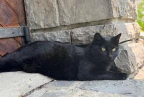 Alerte Découverte Chat Mâle Montreux Suisse