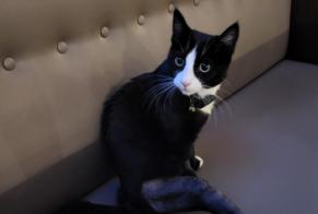 Alerte Découverte Chat croisement  Inconnu Blonay - Saint-Légier Suisse
