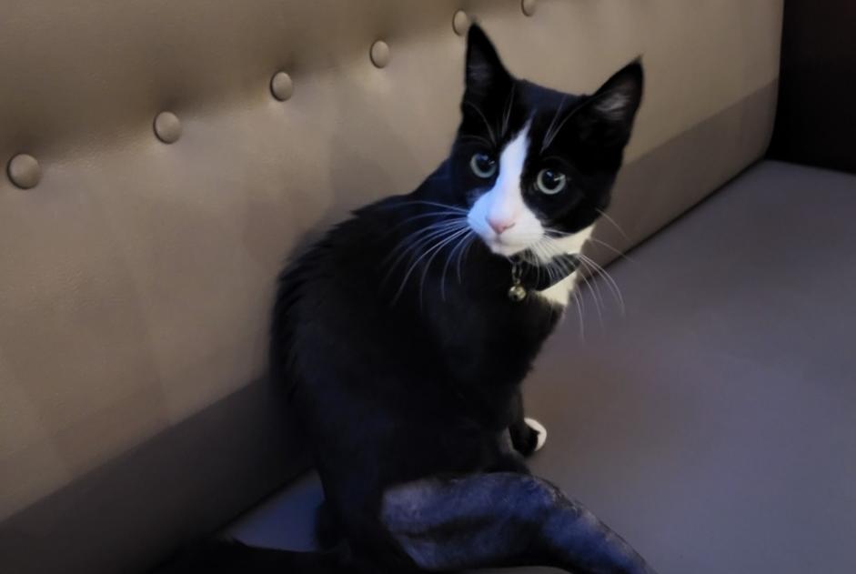 Alerte Découverte Chat croisement  Inconnu Blonay - Saint-Légier Suisse
