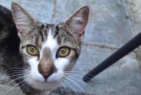 Alerte Découverte Chat croisement  Mâle Boncourt Suisse