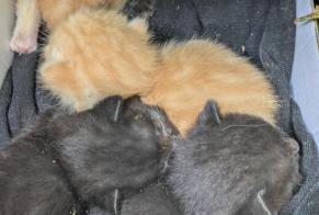 Alerte Découverte Chat Inconnu Freiburg Suisse