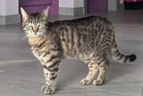 Alerte Découverte Chat Femelle Conthey Suisse