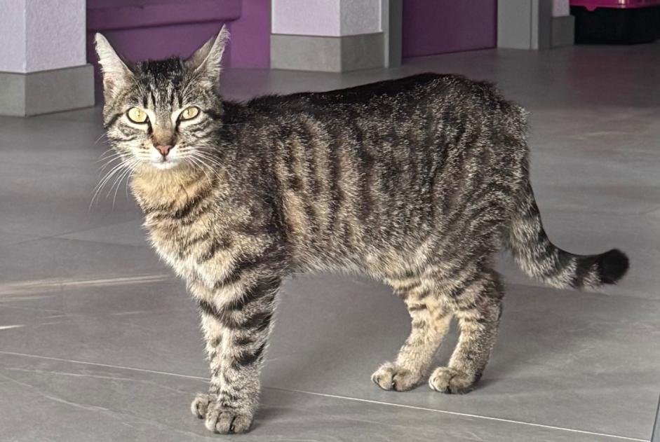 Alerte Découverte Chat Femelle Conthey Suisse