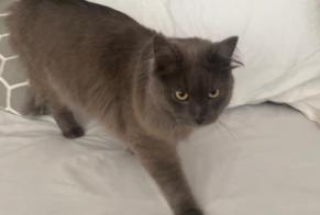 Alerte Découverte Chat Inconnu Saint-Cergue Suisse