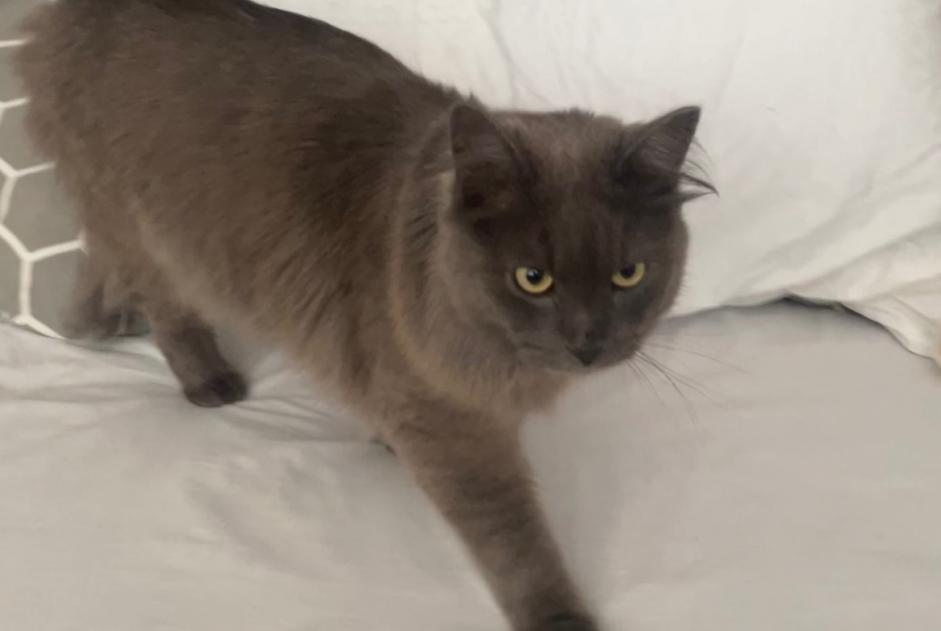 Alerte Découverte Chat Inconnu Saint-Cergue Suisse
