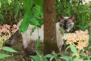Alerte Découverte Chat Inconnu Genève Suisse