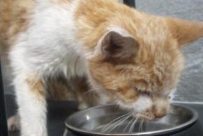 Alerte Découverte Chat Mâle Sion Suisse